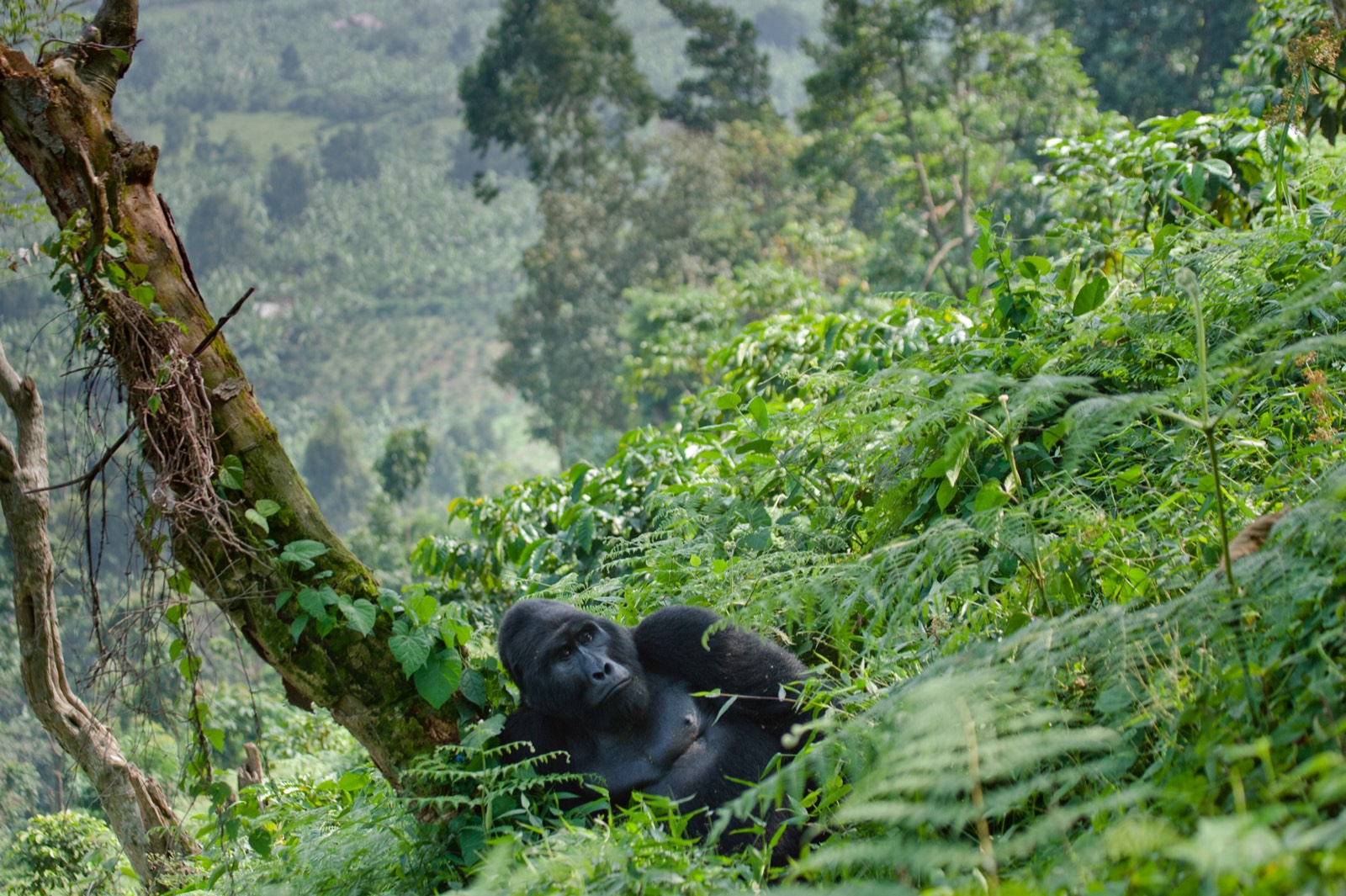 Uganda